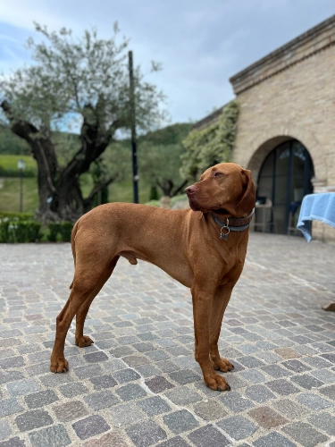 RIParty Fossombrone 2024 - Foto 7