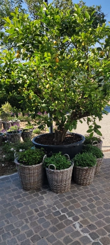 RIParty Fossombrone 2024 - Foto 37